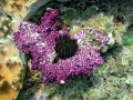 Sea Squirt