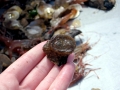 Sea Squirt