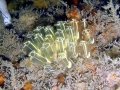 Sea Squirt