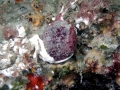 Sea Squirt