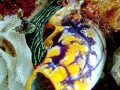 Sea Squirt