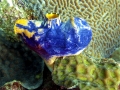 Sea Squirt