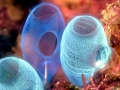 Sea Squirt