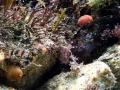 Sea Squirt
