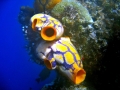 Sea Squirt