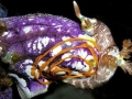 Sea Squirt