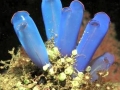 Sea Squirt