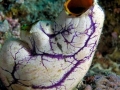 Sea Squirt