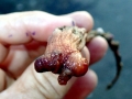 Sea Squirt