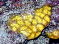Sea Squirt