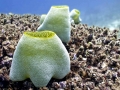 Sea Squirt