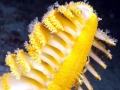 Sea Pen