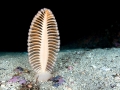 Sea Pen