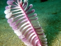Sea Pen