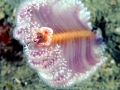 Sea Pen