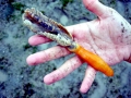 Sea Pen