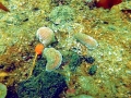 Sea Pen