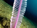 Sea Pen