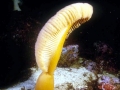 Sea Pen