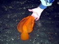 Sea Pen
