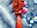 Sea Pen