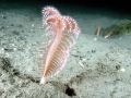 Sea Pen