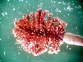 Sea Pen