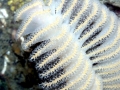 Sea Pen