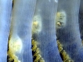 Sea Pen