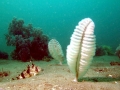 Sea Pen