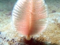 Sea Pen