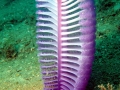 Sea Pen