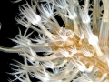 Sea Pen