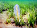 Sea Pen