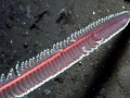 Sea Pen