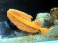 Sea Pen