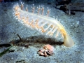 Sea Pen
