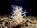 Sea Pen
