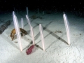 Sea Pen