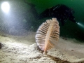 Sea Pen