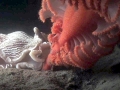 Sea Pen