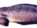 Snailfish