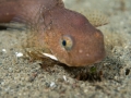 Snailfish