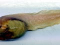 Snailfish