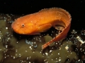 Snailfish
