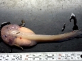 Snailfish