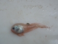 Snailfish