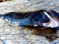 Snailfish
