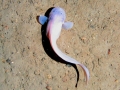 Snailfish