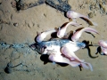 Snailfish
